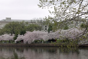 Cherry Blossoms in D.C.  Copyright 2012 Deborah A. Deal