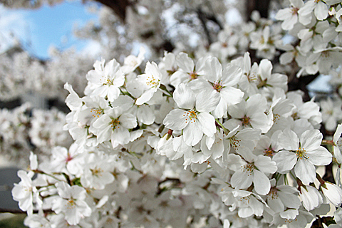 Cherry Blossoms Closeup # 1  copyright 2012 Deborah A. Deal