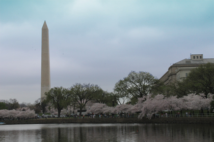 Cherry Blossoms in Washington, D.C.  Copyright 2012 by Deborah A. Deal