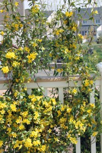 Deborah Deal-Blackwell's flowering vine on back deck.